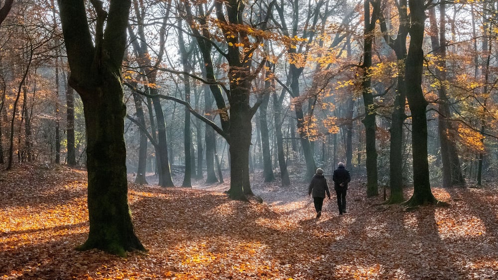 couple walks in autumnal forest near zeist in holland