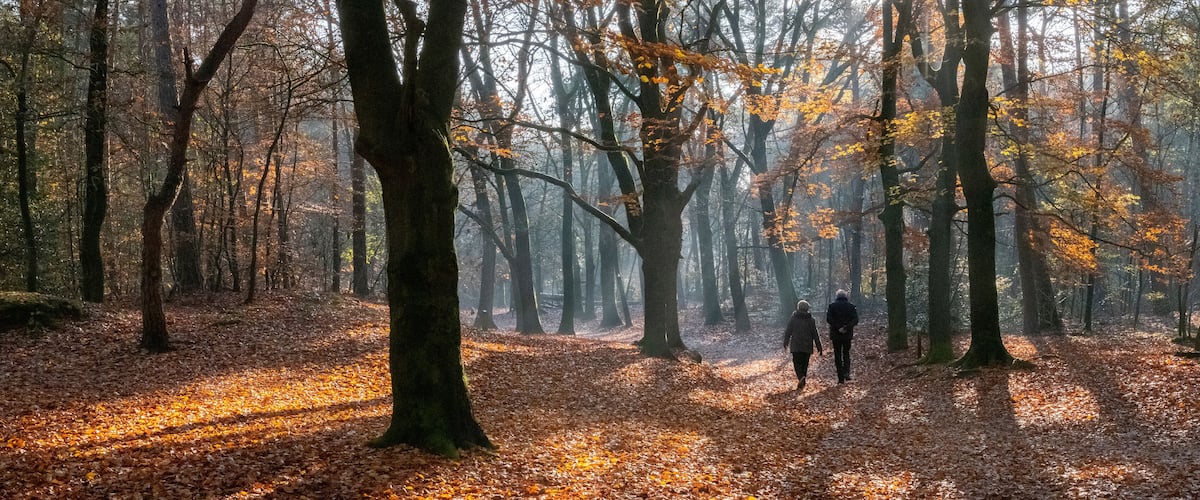 couple walks in autumnal forest near zeist in holland