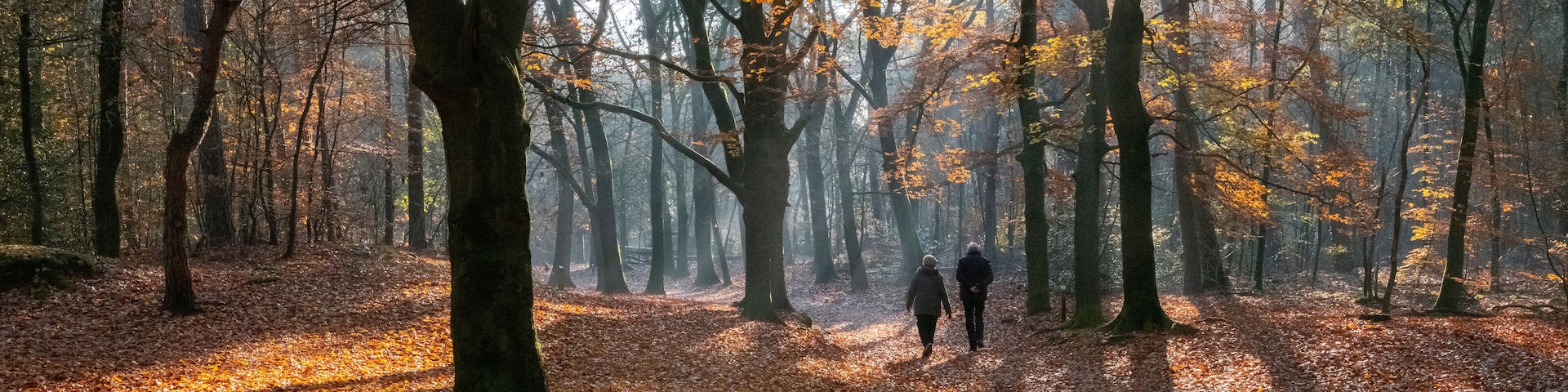 couple walks in autumnal forest near zeist in holland