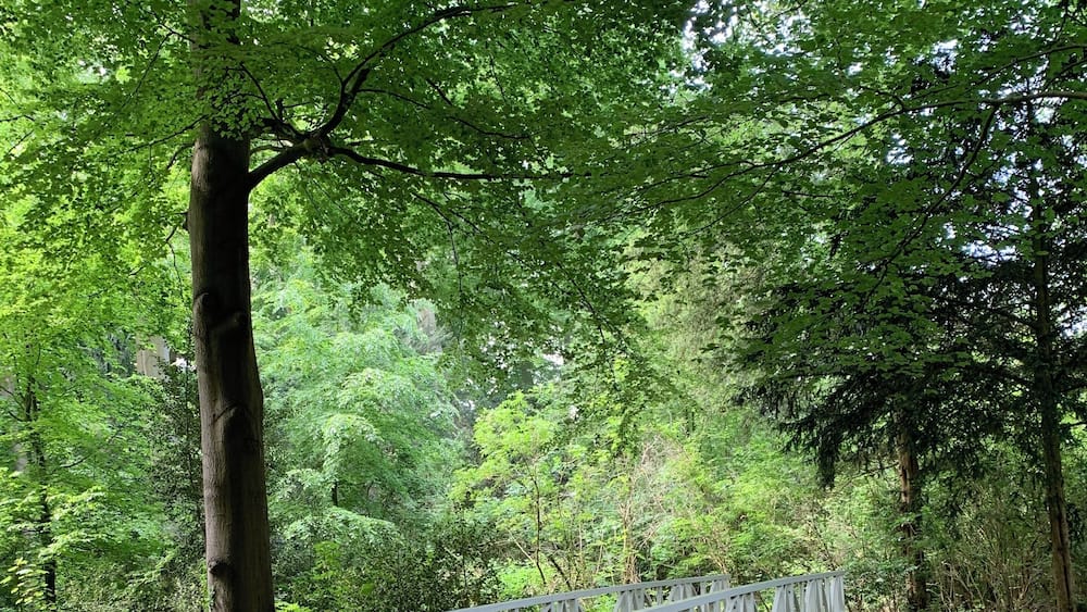 Un pont en métal blanc situé dans une zone boisée.