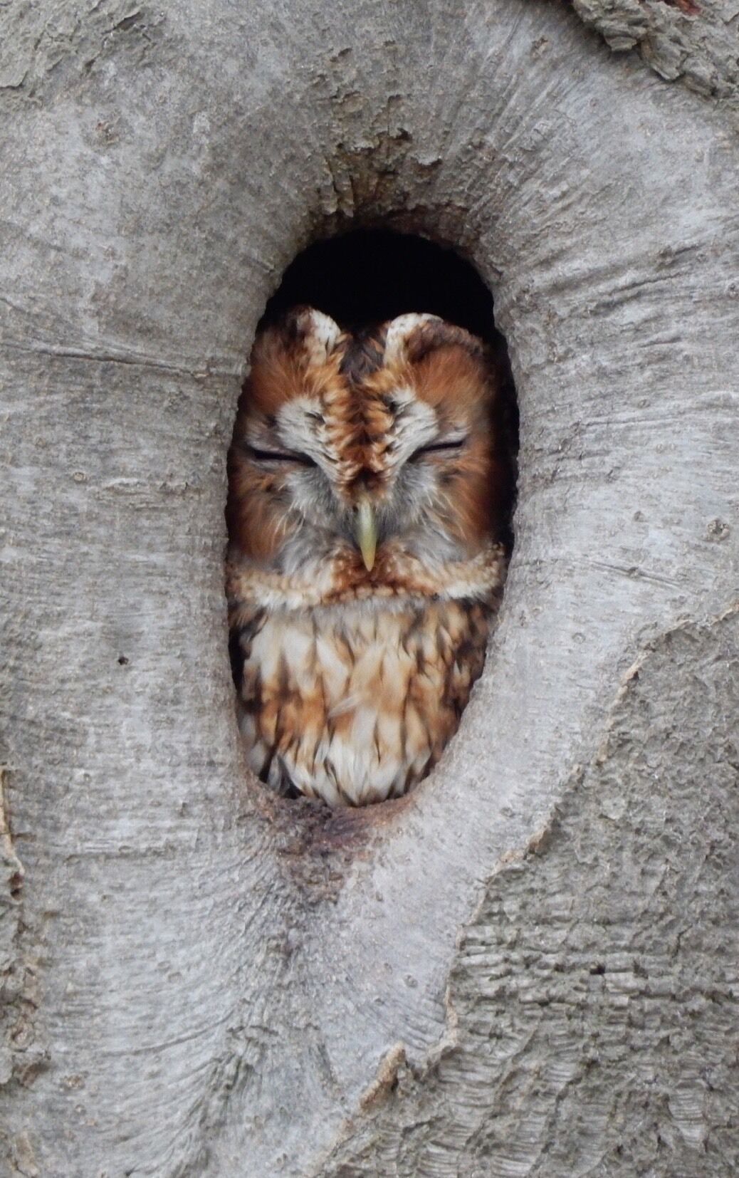 Helaas is de uil er niet meer!