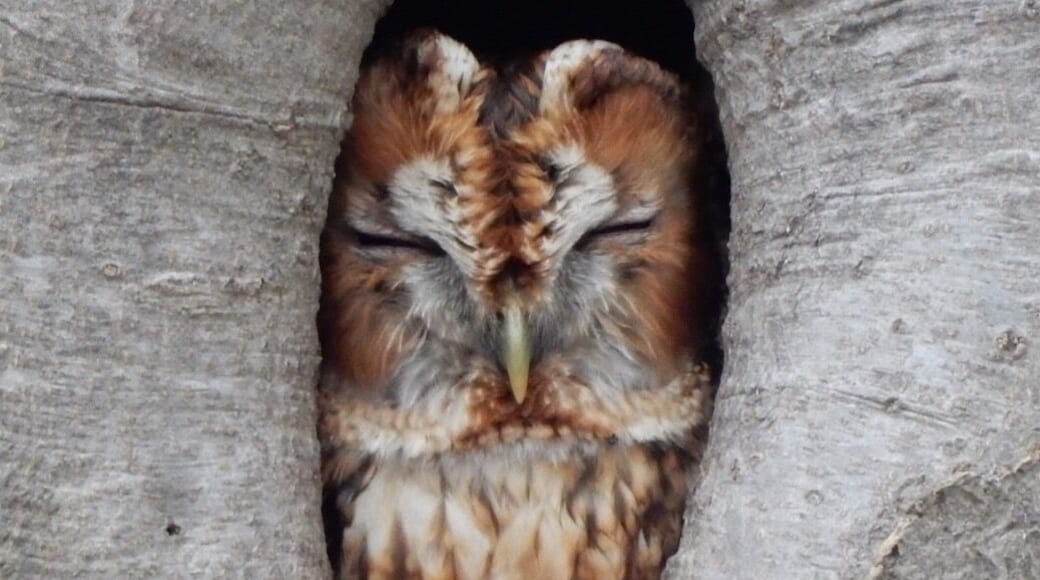 Helaas is de uil er niet meer!