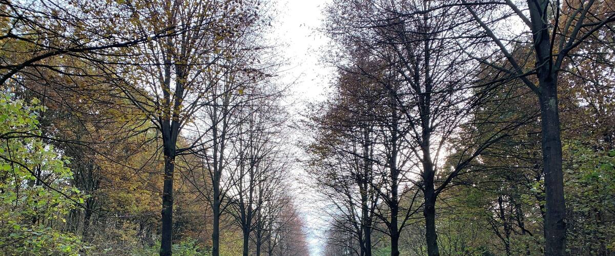 A tree-lined path in a forest.