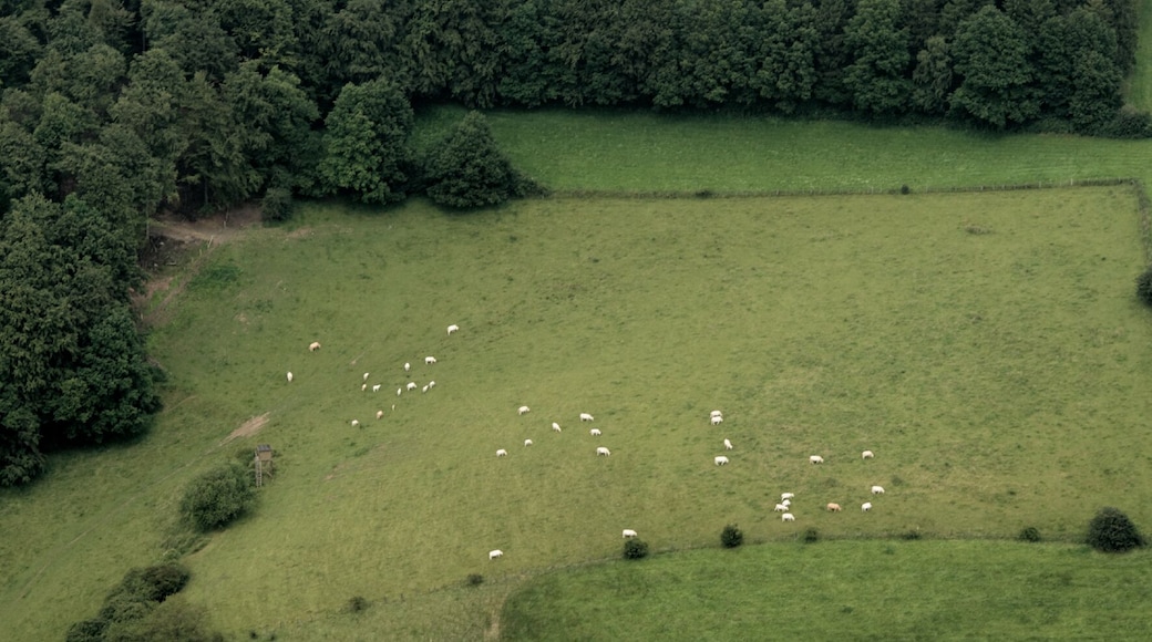 Fotoflug Sauerland Nord. Weide beim Freberg westlich von Arnsberg-Kirchlinde, Blickrichtung Nord