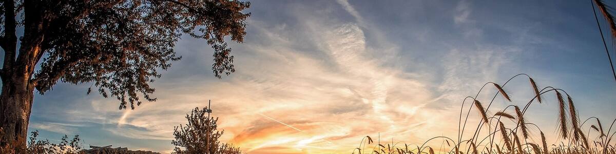 A dirt path flanked by tall grasses and trees, leading towards a sunset.
