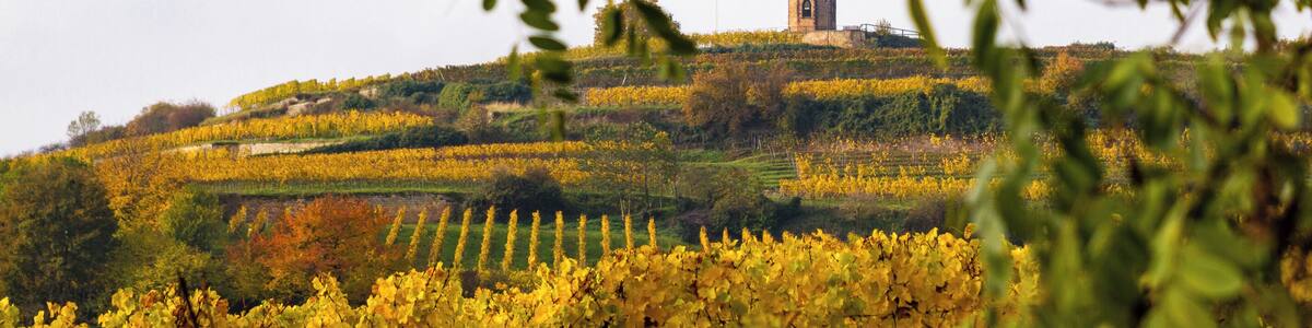 Title: View to the 'Flaggenturm' (flag tower) on the 'Krähenhöhle' (crows cave) near Bad Dürkheim over the vineyards in autumn colors Type: Nature reserve Number: 7332-112 WDPA ID: 163443 Designation: Haardt mountain edg - on the Krähhöhle Location: Southeast of Seebach, northwest of Wachenheim. Place: Seebach (Bad Dürkheim), Bad Dürkheim, District Bad Dürkheim, Rhineland-Palatinate, Federal Republic of Germany Description: Eastern edge of the Palatinate Forest and the upstream limestone and sand areas.
