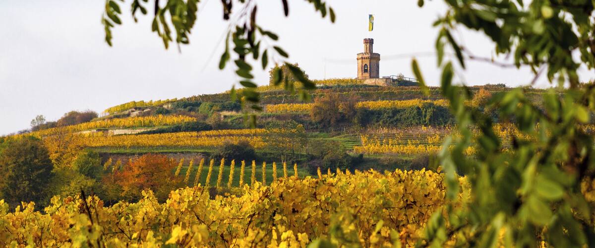 Title: View to the 'Flaggenturm' (flag tower) on the 'KrĂ€henhöhle' (crows cave) near Bad DĂŒrkheim over the vineyards in autumn colors Type: Nature reserve Number: 7332-112 WDPA ID: 163443 Designation: Haardt mountain edg - on the KrĂ€hhöhle Location: Southeast of Seebach, northwest of Wachenheim. Place: Seebach (Bad DĂŒrkheim), Bad DĂŒrkheim, District Bad DĂŒrkheim, Rhineland-Palatinate, Federal Republic of Germany Description: Eastern edge of the Palatinate Forest and the upstream limestone and sand areas.