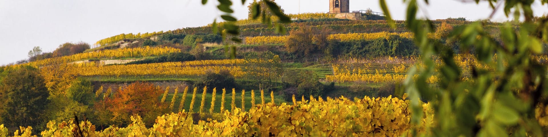 Title: View to the 'Flaggenturm' (flag tower) on the 'Krähenhöhle' (crows cave) near Bad Dürkheim over the vineyards in autumn colors Type: Nature reserve Number: 7332-112 WDPA ID: 163443 Designation: Haardt mountain edg - on the Krähhöhle Location: Southeast of Seebach, northwest of Wachenheim. Place: Seebach (Bad Dürkheim), Bad Dürkheim, District Bad Dürkheim, Rhineland-Palatinate, Federal Republic of Germany Description: Eastern edge of the Palatinate Forest and the upstream limestone and sand areas.