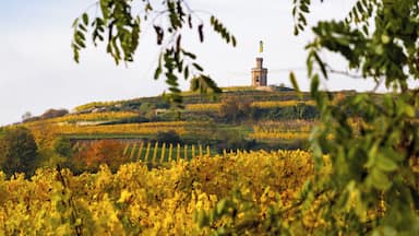 A vineyard with rows of grapevines and a tower on a hill.