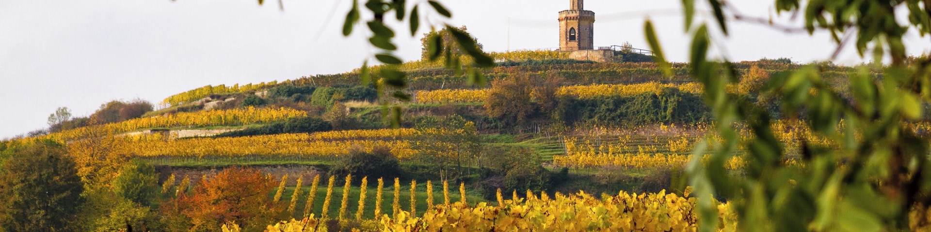 Title: View to the 'Flaggenturm' (flag tower) on the 'Krähenhöhle' (crows cave) near Bad Dürkheim over the vineyards in autumn colors Type: Nature reserve Number: 7332-112 WDPA ID: 163443 Designation: Haardt mountain edg - on the Krähhöhle Location: Southeast of Seebach, northwest of Wachenheim. Place: Seebach (Bad Dürkheim), Bad Dürkheim, District Bad Dürkheim, Rhineland-Palatinate, Federal Republic of Germany Description: Eastern edge of the Palatinate Forest and the upstream limestone and sand areas.
