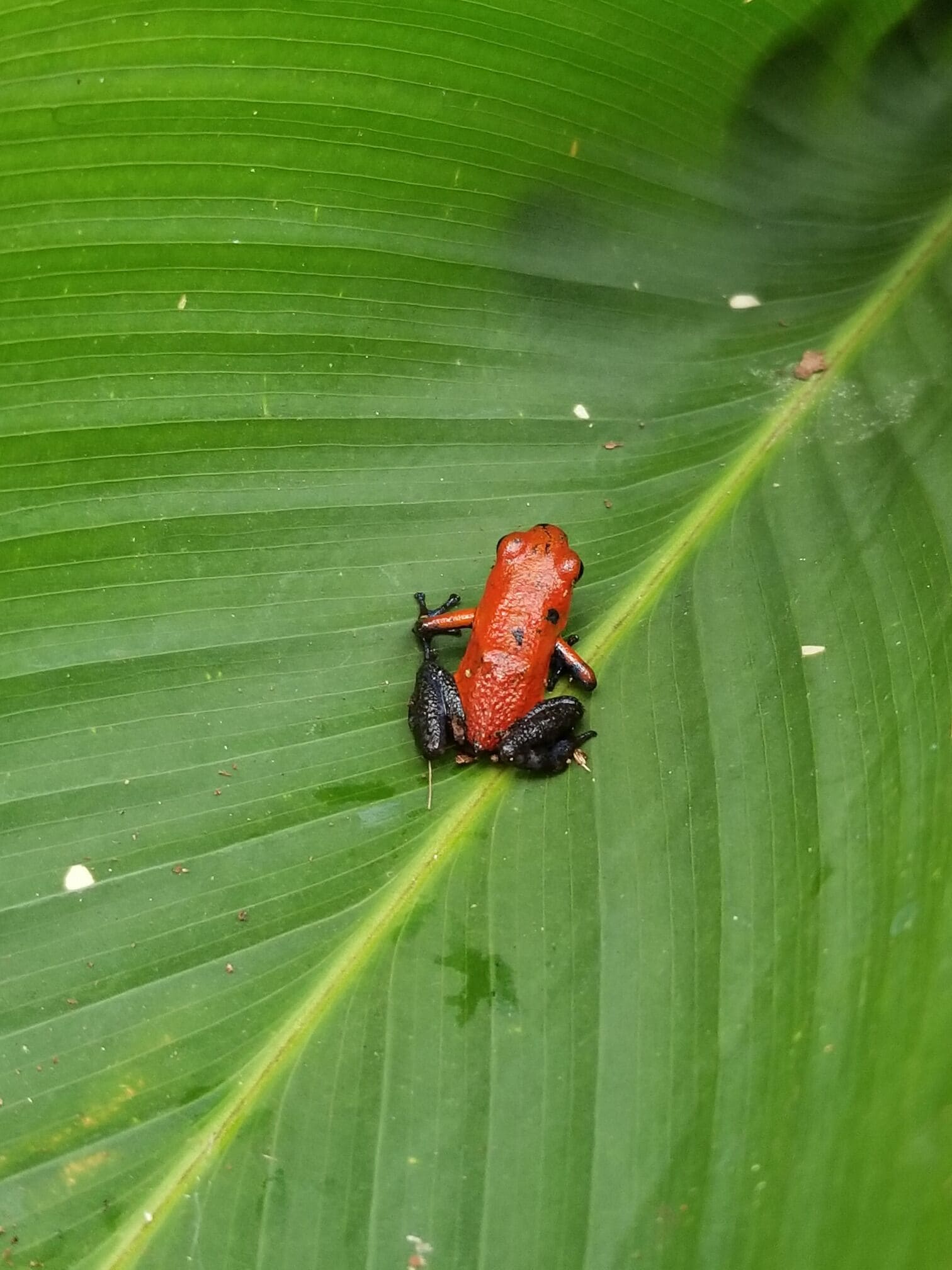 Una rana roja sobre una hoja verde.
