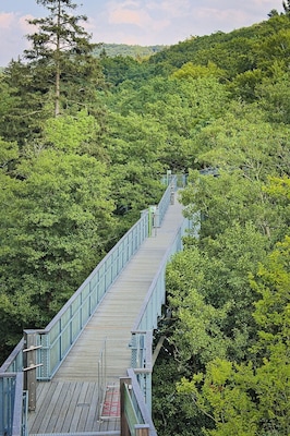 Baumwipfelpfad in Bad Harzburg
Treetop path at Bad Harzburg in Harz Nationapark.