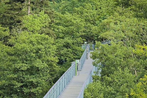 Baumwipfelpfad in Bad Harzburg
Treetop path at Bad Harzburg in Harz Nationapark.