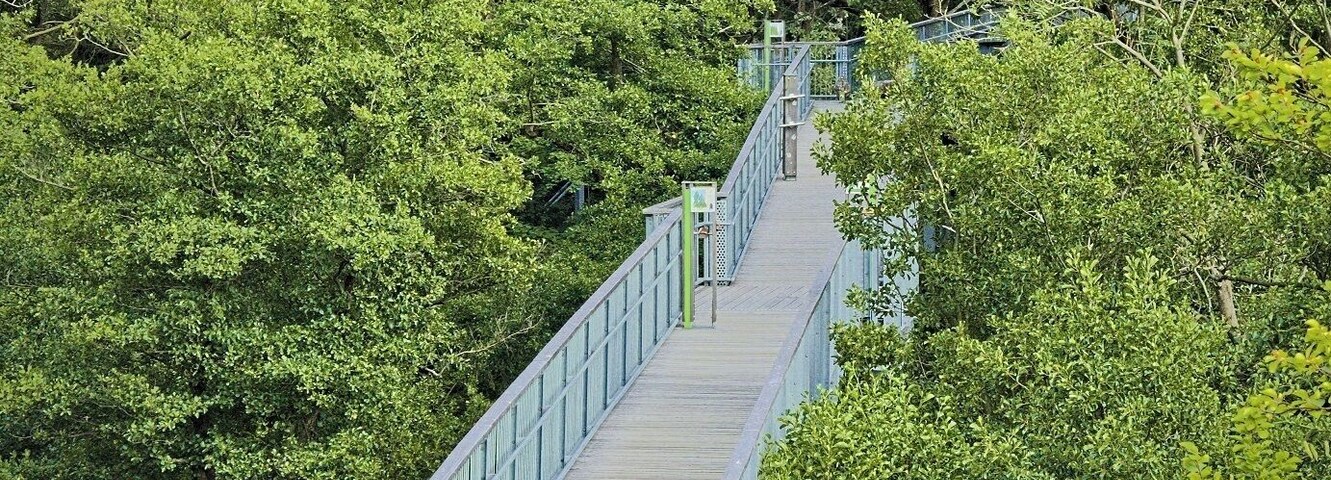 A wooden bridge with metal railings in a forested area.