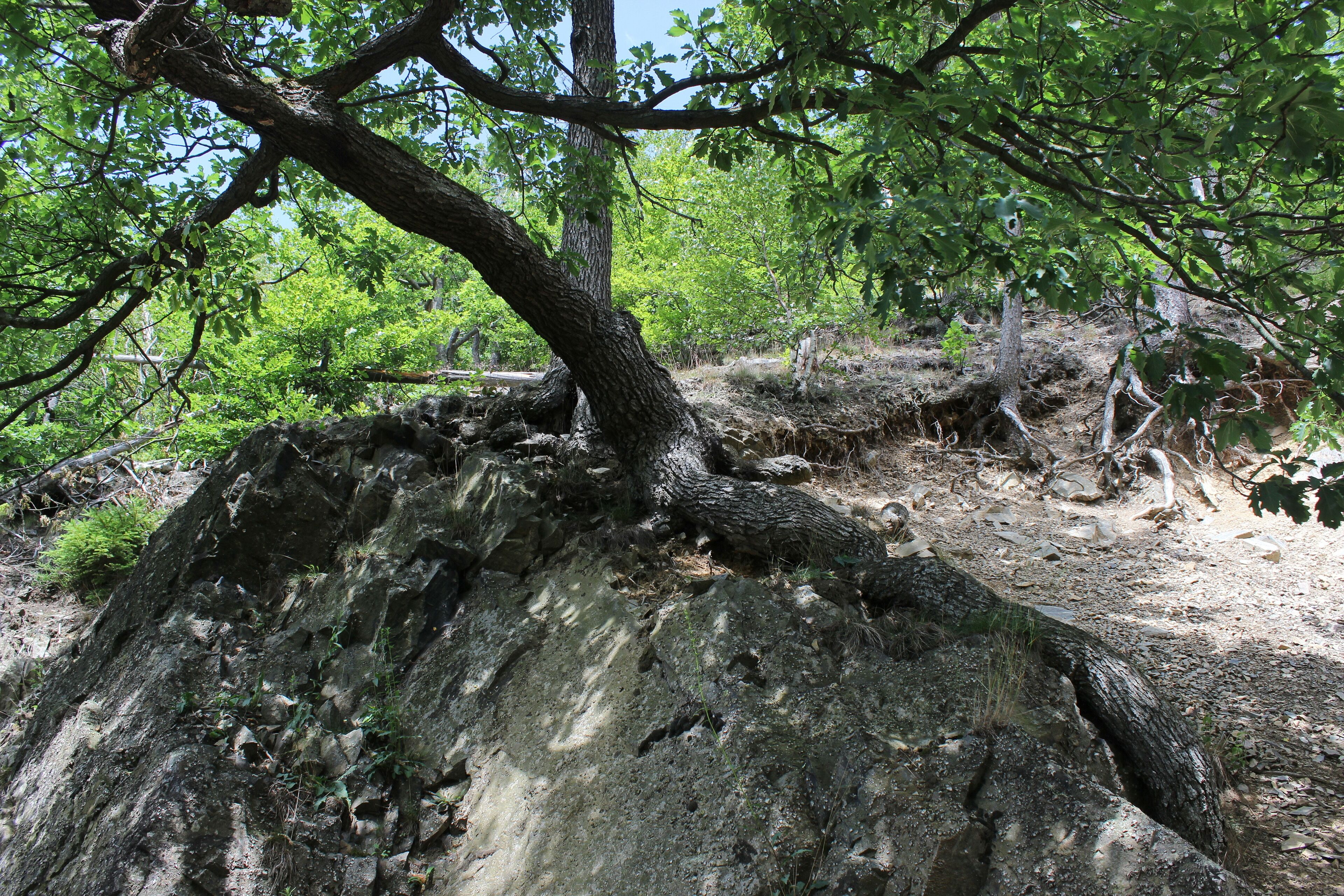 LSG Harz (Landkreis Goslar) (LSG GS 59): Traubeneichen (Quercus petraea) haben sich im Grauwacke-Felshang fest verankert.