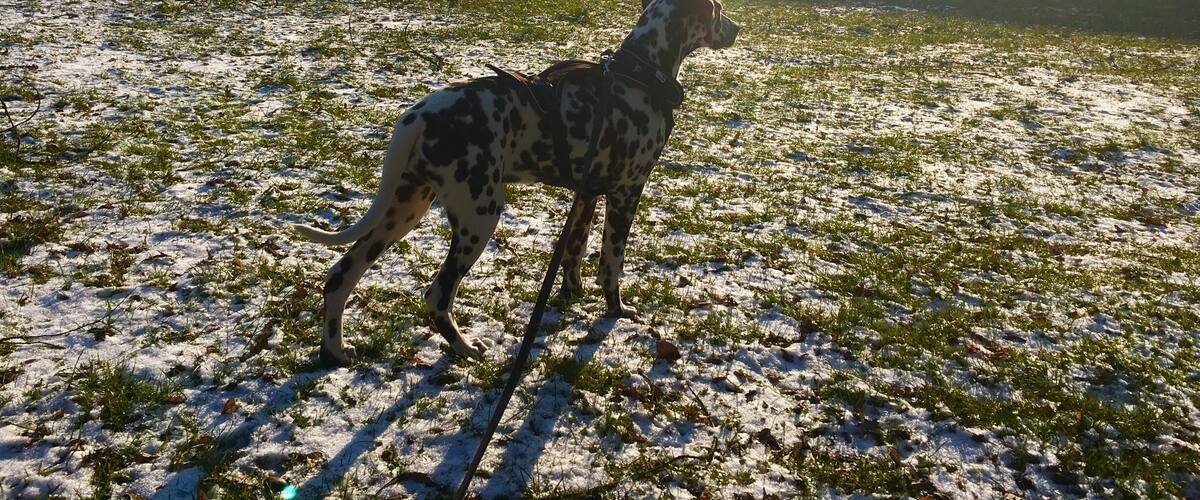 A Dalmatian dog standing on a snow-covered field with a large building in the background.