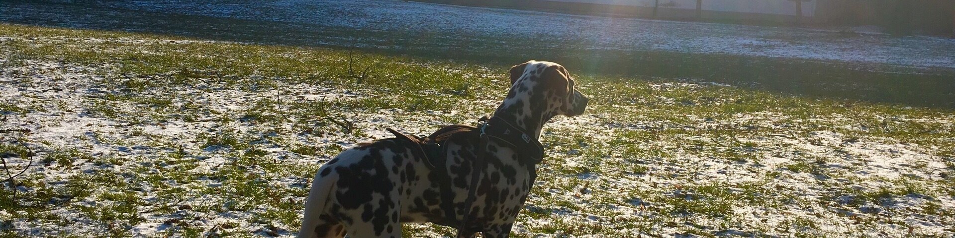 A Dalmatian dog standing on a snow-covered field with a large building in the background.