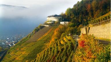 A hillside vineyard with rows of grapevines, a stone wall, and a building on a hilltop.