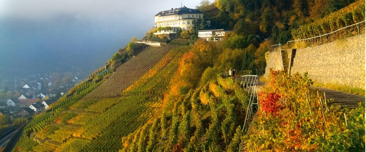 A hillside vineyard with rows of grapevines, a stone wall, and a building on a hilltop.