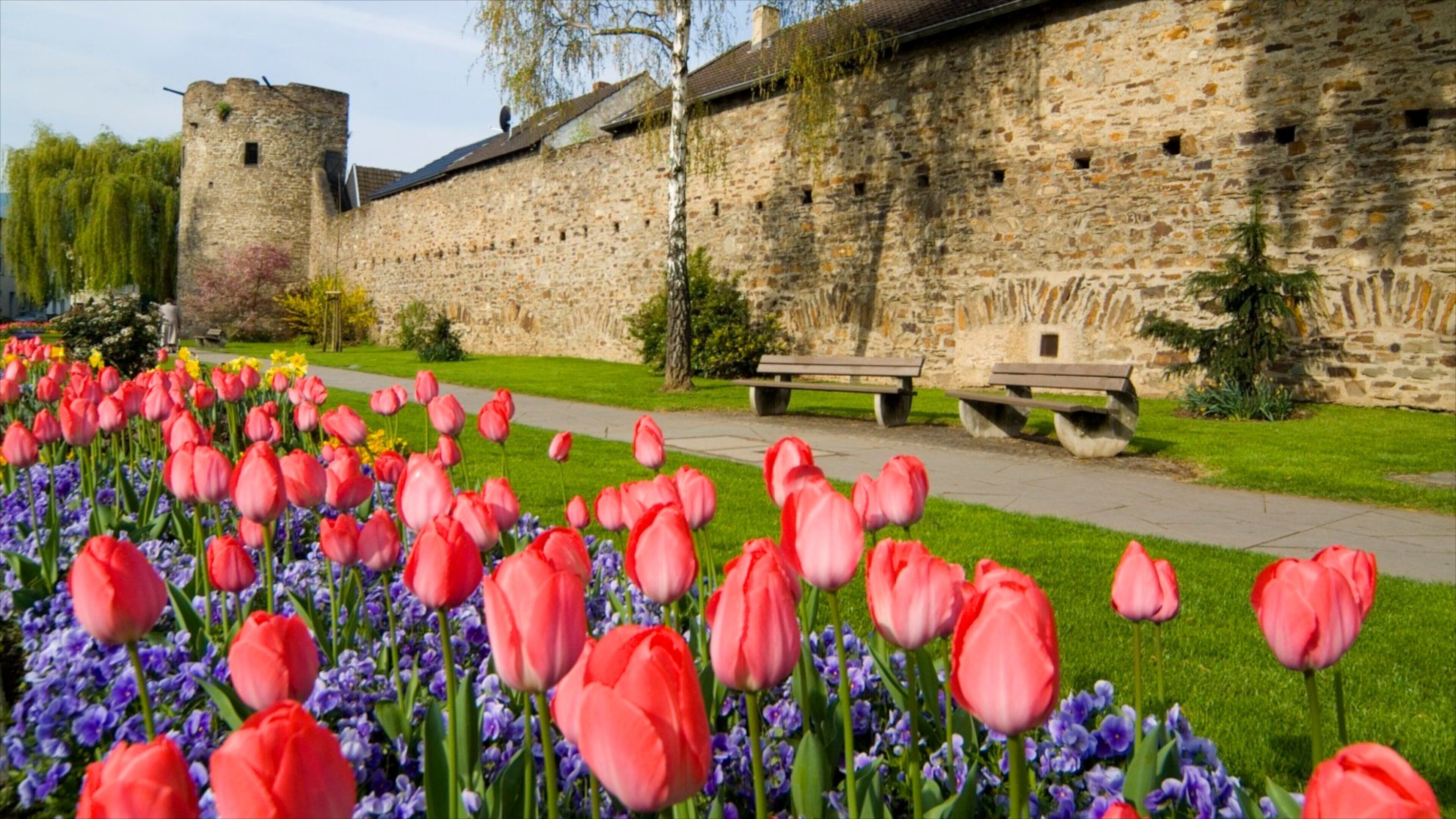 Bad Neuenahr-Ahrweiler toont kasteel of paleis, een tuin en historische architectuur