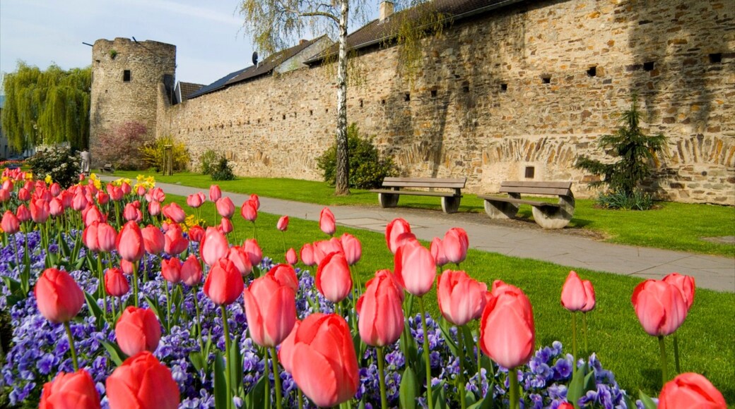 Bad Neuenahr-Ahrweiler toont kasteel of paleis, een tuin en historische architectuur
