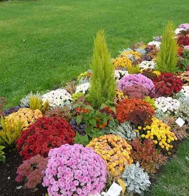 Un jardín de flores con diversas flores de colores y arbustos verdes.