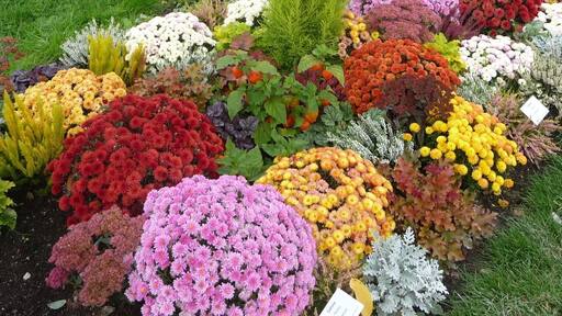 So wünschen sich die meisten Besucher eine Gartenschau.