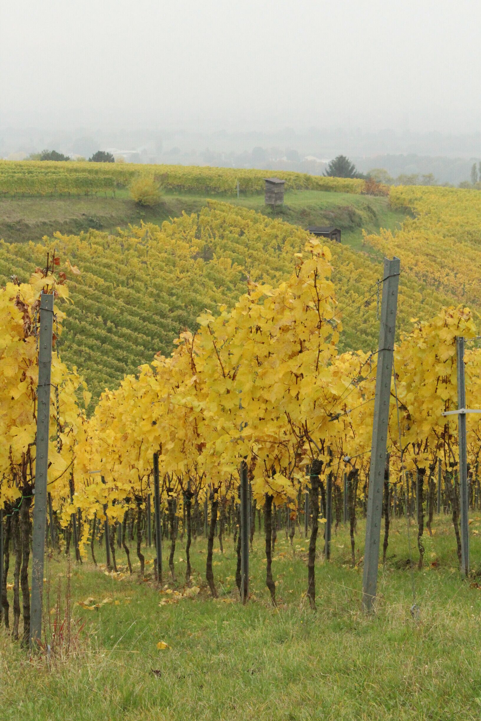 Weg zum Schloss Auerbach durch Weinberge bei Bensheim an der Bergstraße.

Way up to Auerbach Castle through vineyards near Bensheim/Bergstraße.