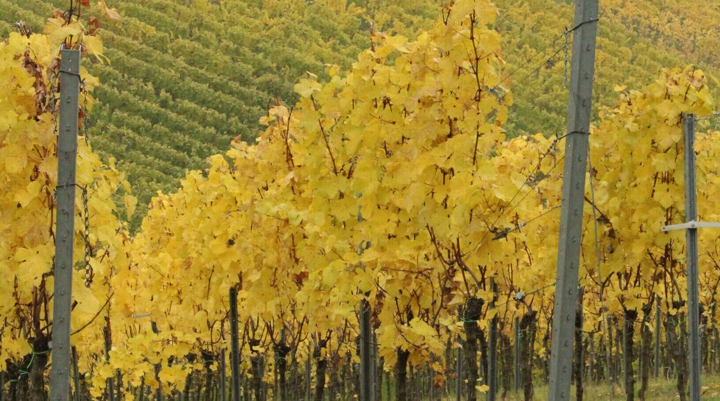 Weg zum Schloss Auerbach durch Weinberge bei Bensheim an der Bergstraße.
Way up to Auerbach Castle through vineyards near Bensheim/Bergstraße.