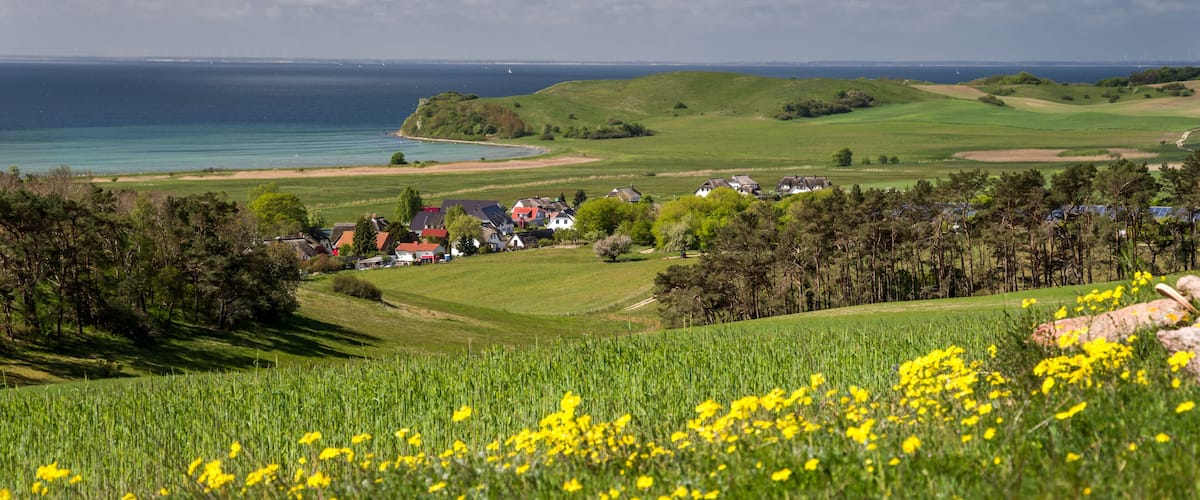 A coastal landscape with green fields, yellow flowers, and houses near the water.