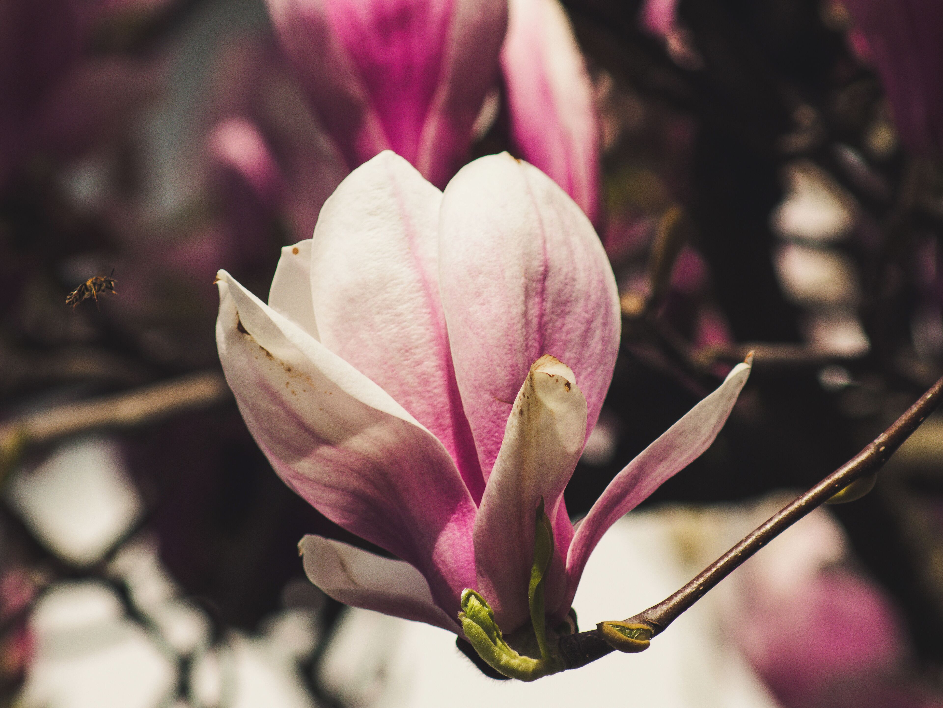Magnolia blossom. You can find many magnolia trees in the city. 