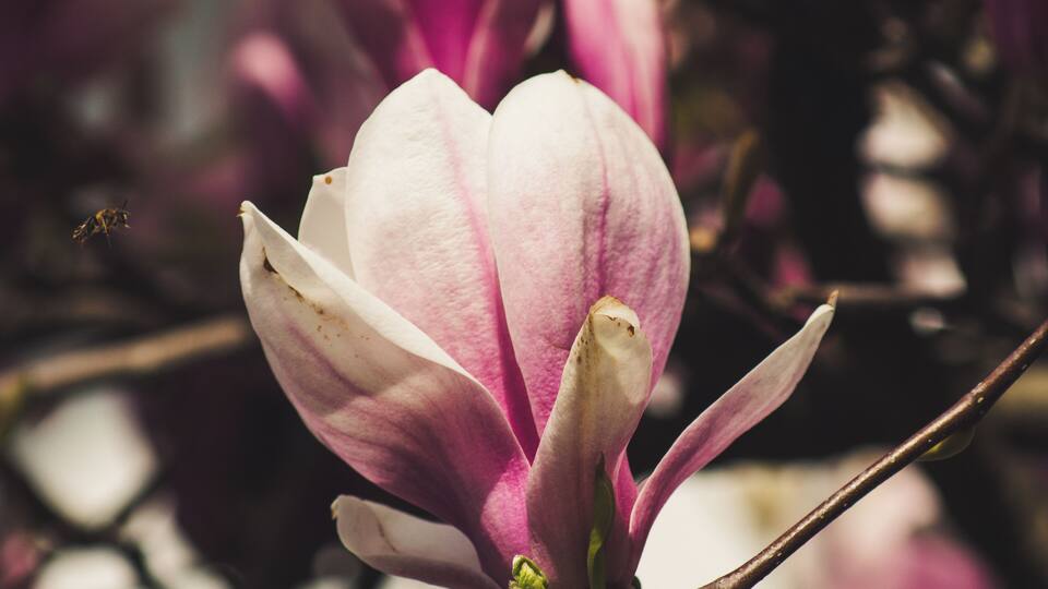 Magnolia blossom. You can find many magnolia trees in the city.