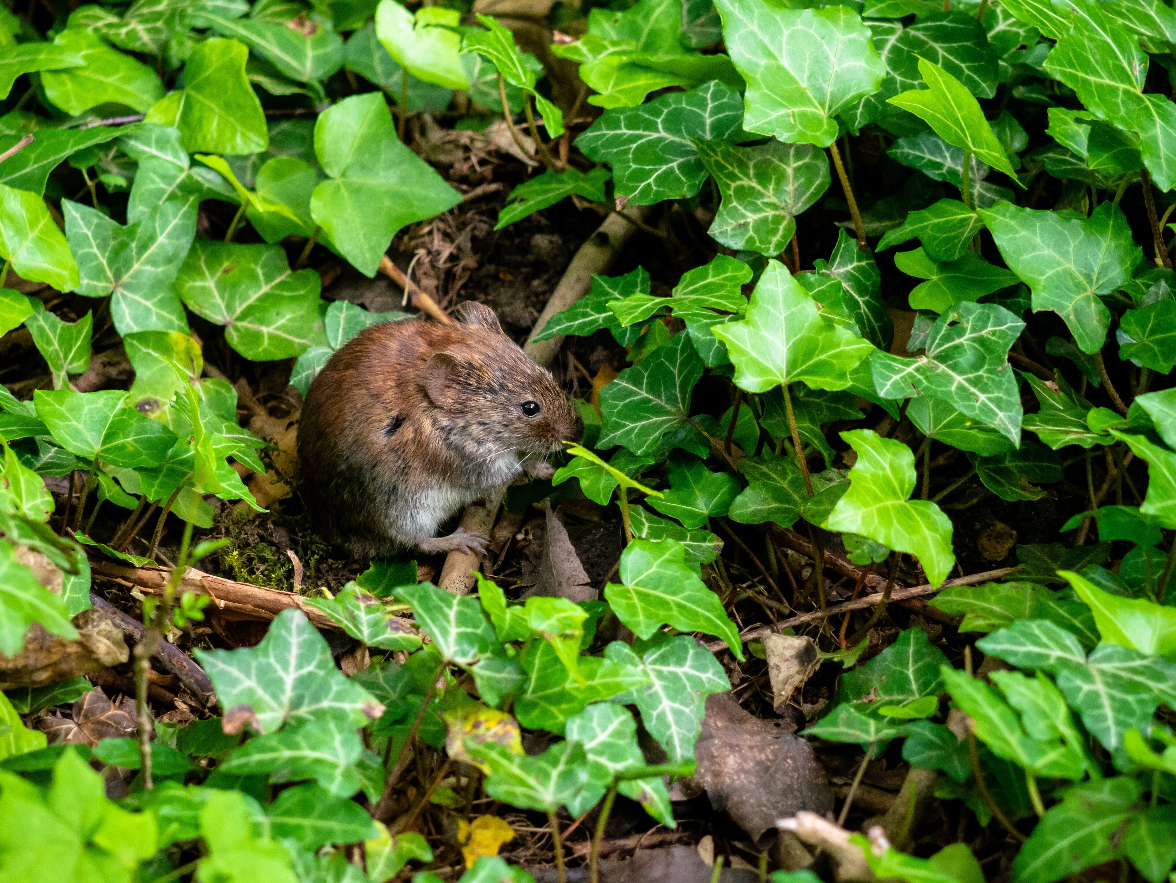 If you listen carefully and remain completely silent and motionless once you heard a sound from the flowers on the ground, you will be able to see a lot of mice right at the side of the walk ways in any forest in Bottrop.