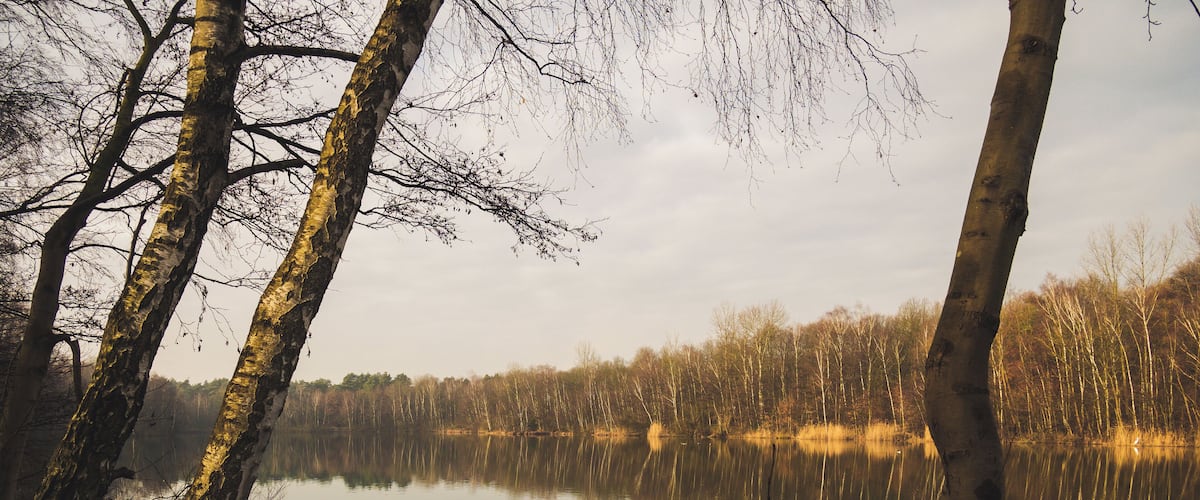 A calm lake surrounded by trees with bare branches.