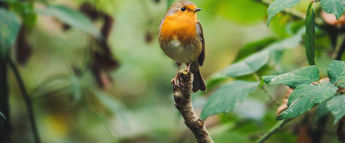 Robin calmly poses for a portrait.