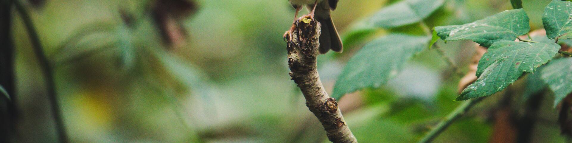 Robin calmly poses for a portrait.