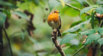 Robin calmly poses for a portrait.