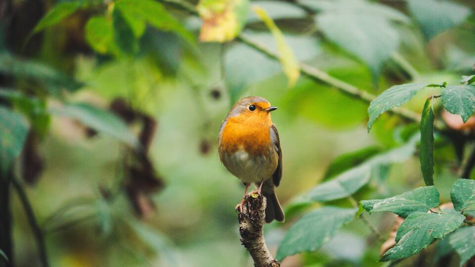 Robin calmly poses for a portrait.