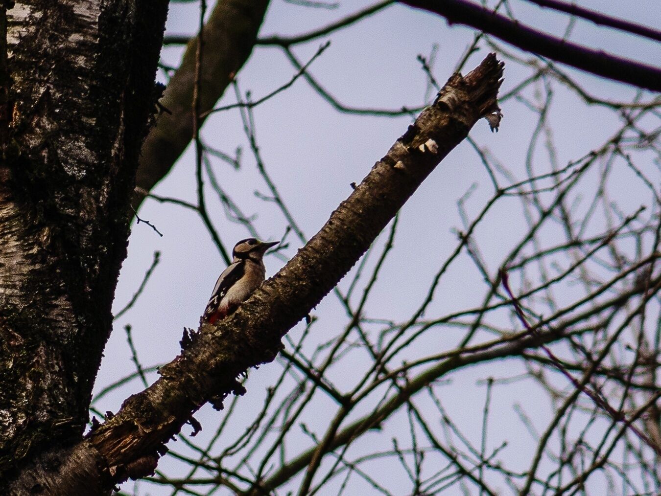 I was lucky enough to find a woodpecker during my last visit in my local forest. 