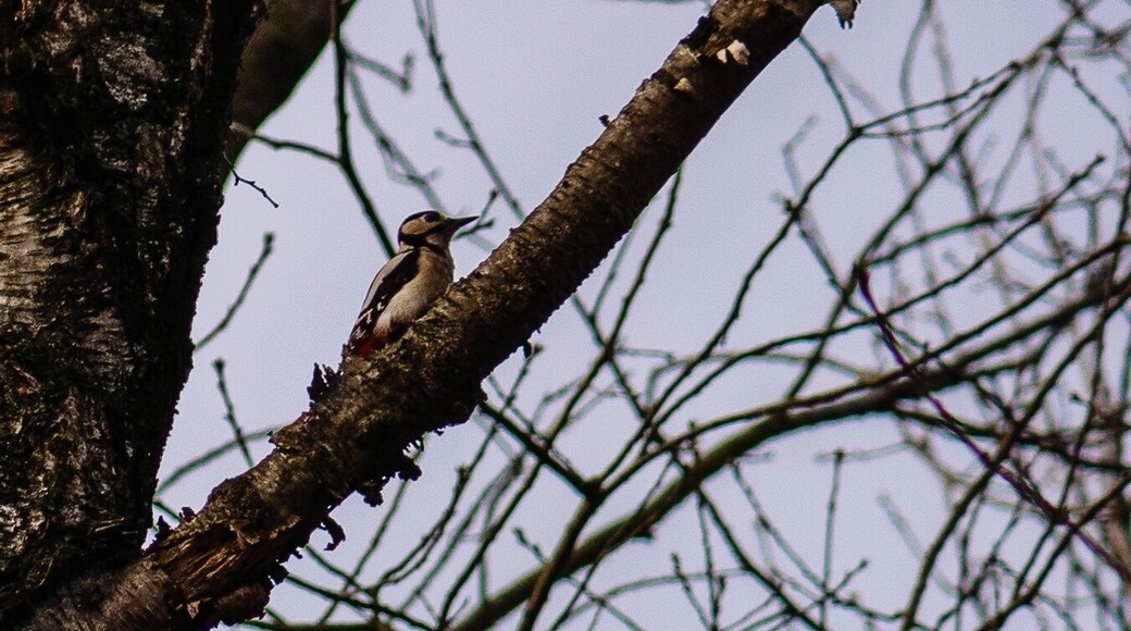 I was lucky enough to find a woodpecker during my last visit in my local forest.