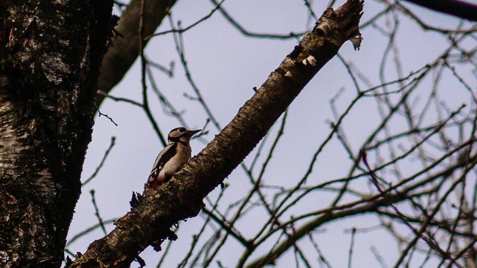 I was lucky enough to find a woodpecker during my last visit in my local forest.