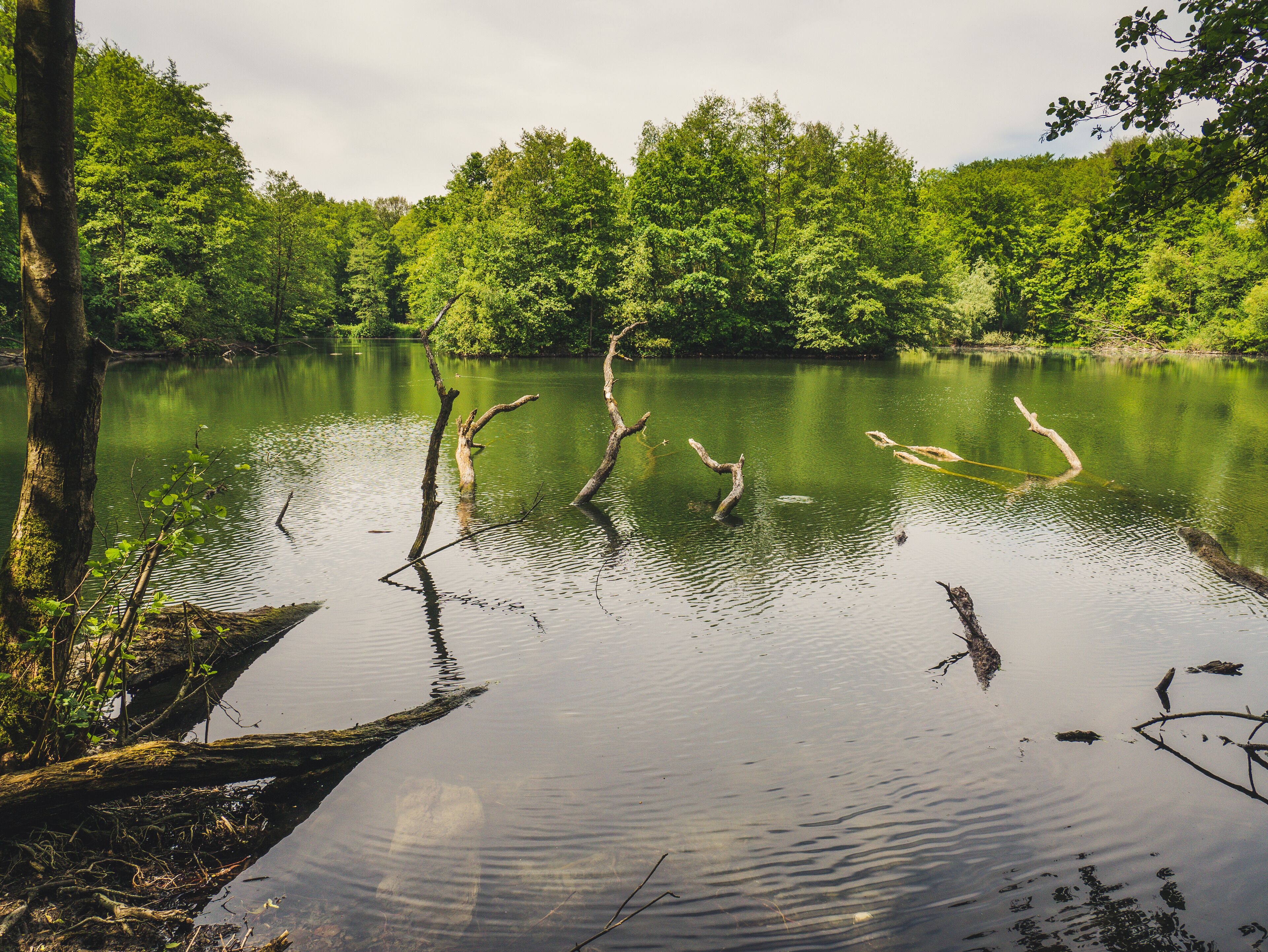 Tranquility at the pond.