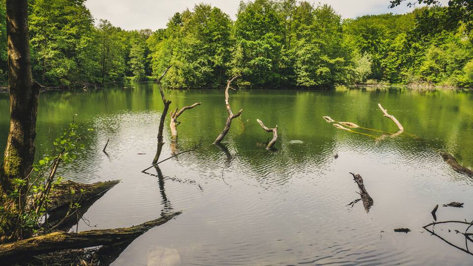 Tranquility at the pond.