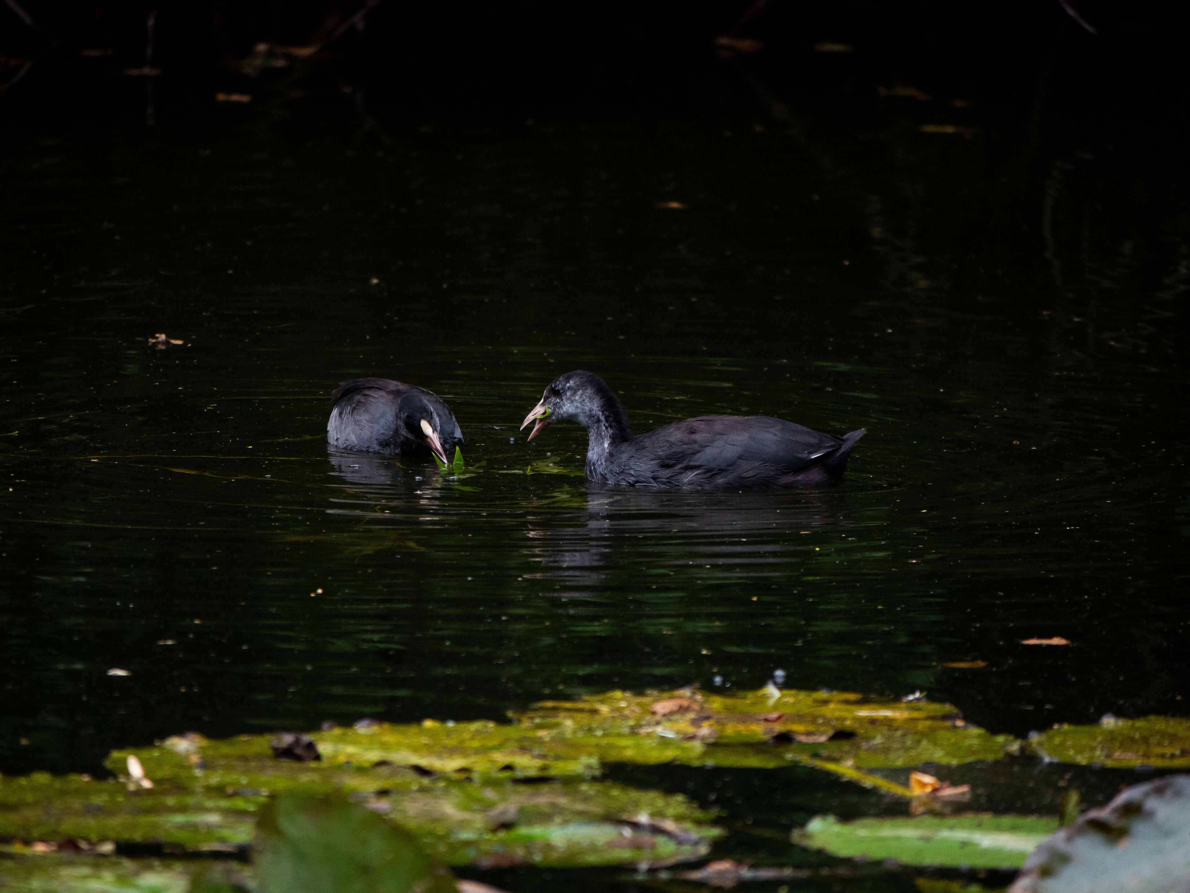 Two juvenile coots.

#nature