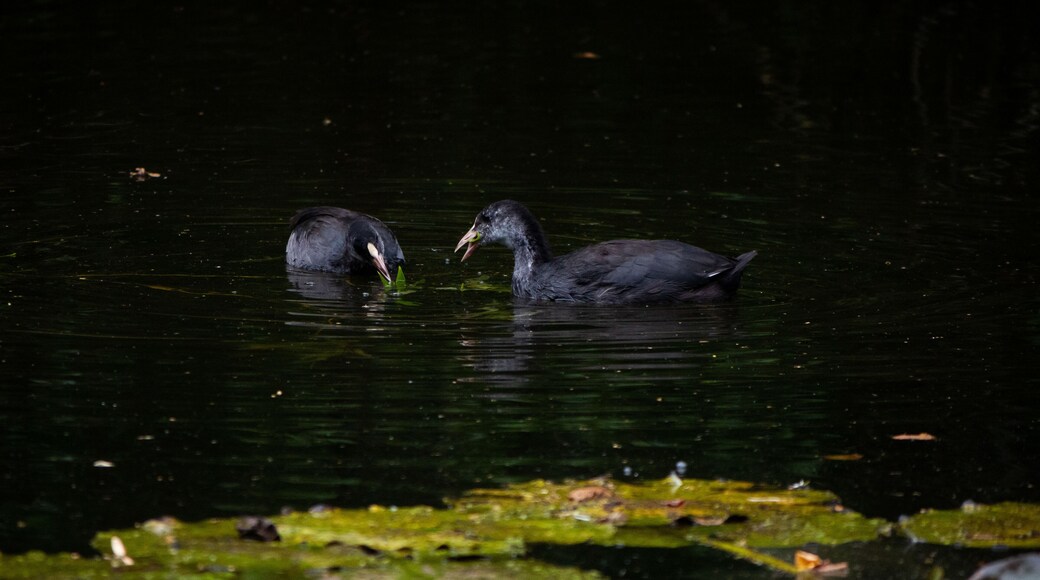 Two juvenile coots.
#nature