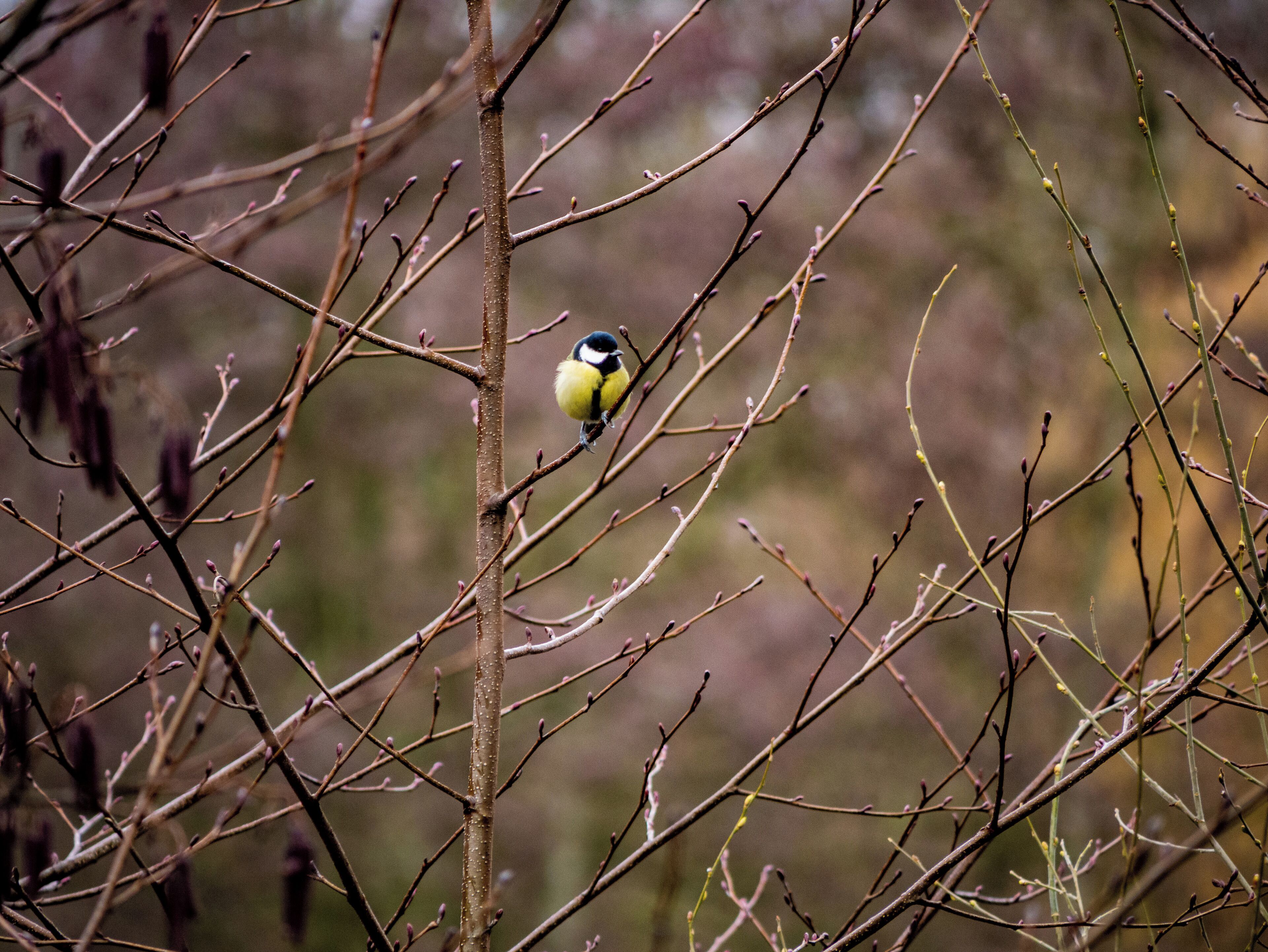 On and around the Stadtteiche in Bottrop you can photograph birds like this titmouse year round. 