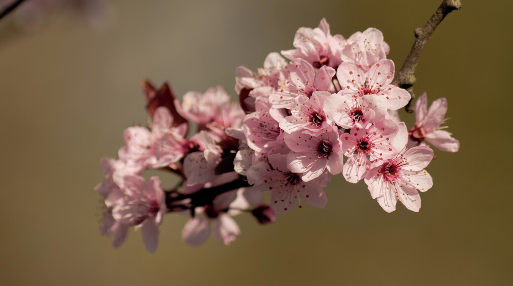Cherry blossoms.
You'll find a lot of cherry trees in Bottrop, so in late March/early April the city turns pink for a couple of weeks.