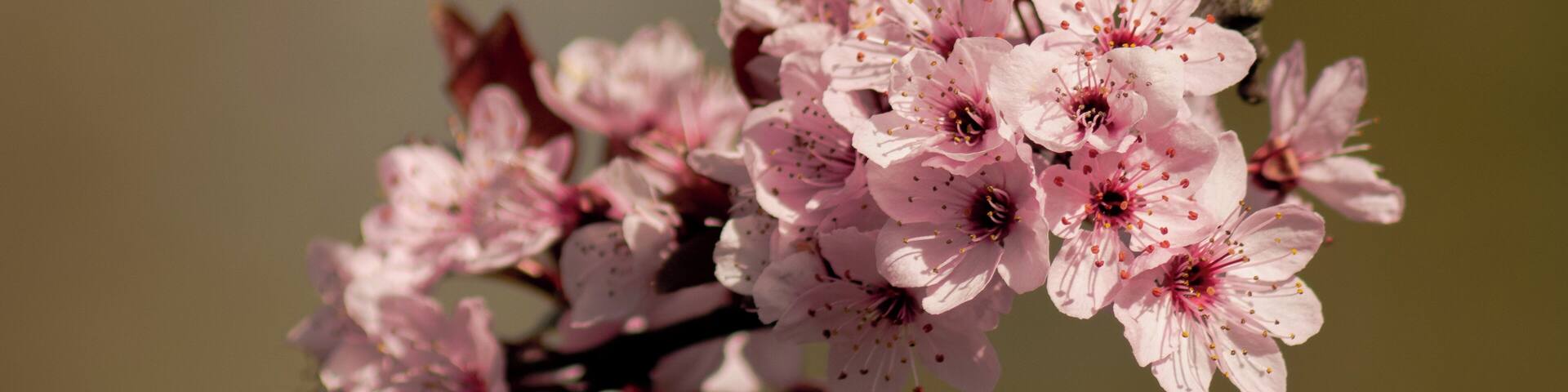 Cherry blossoms.
You'll find a lot of cherry trees in Bottrop, so in late March/early April the city turns pink for a couple of weeks.