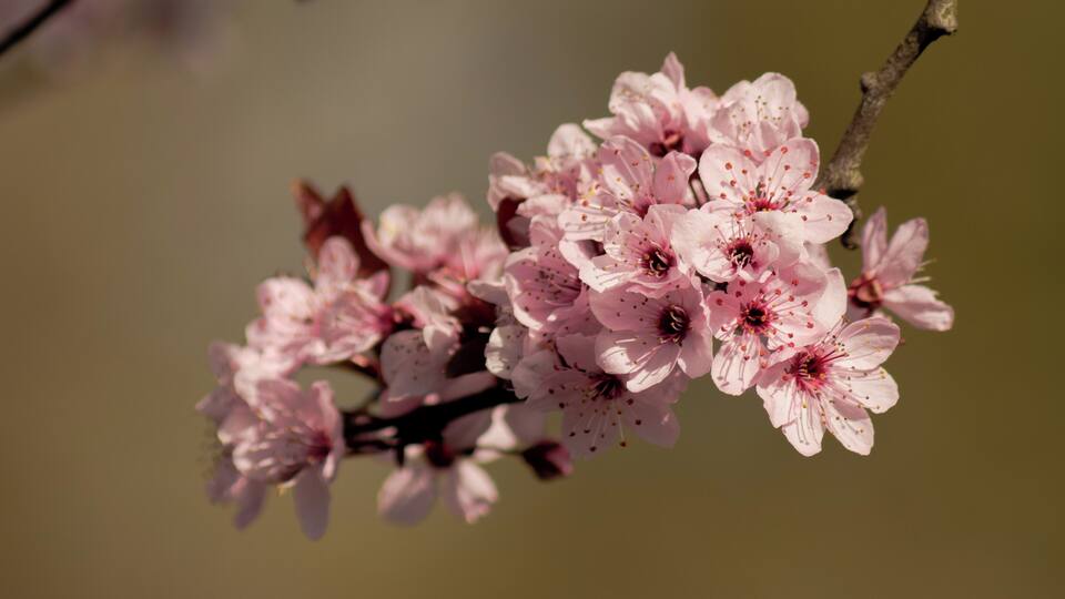 Cherry blossoms.
You'll find a lot of cherry trees in Bottrop, so in late March/early April the city turns pink for a couple of weeks.