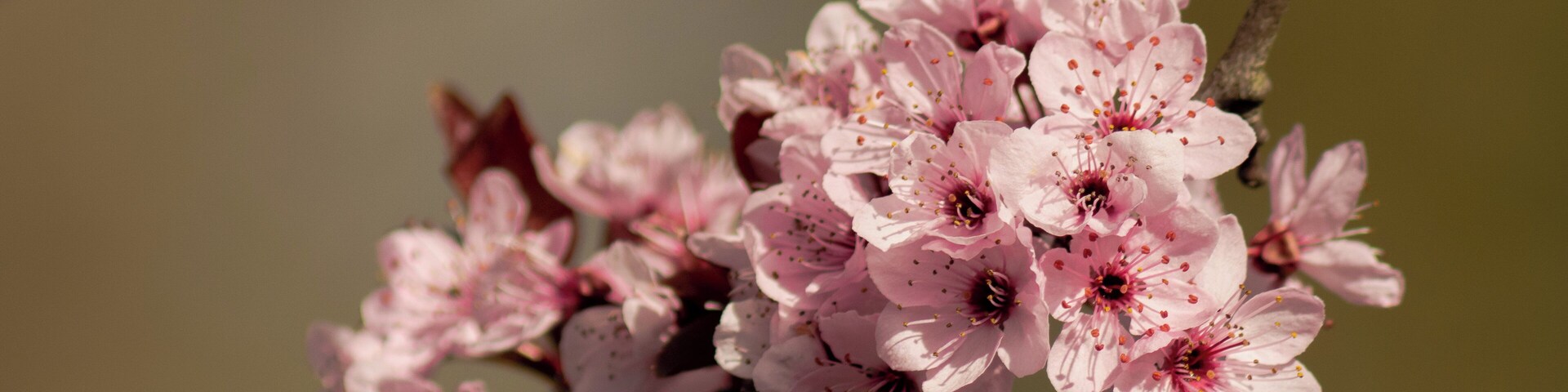 Cherry blossoms.
You'll find a lot of cherry trees in Bottrop, so in late March/early April the city turns pink for a couple of weeks.